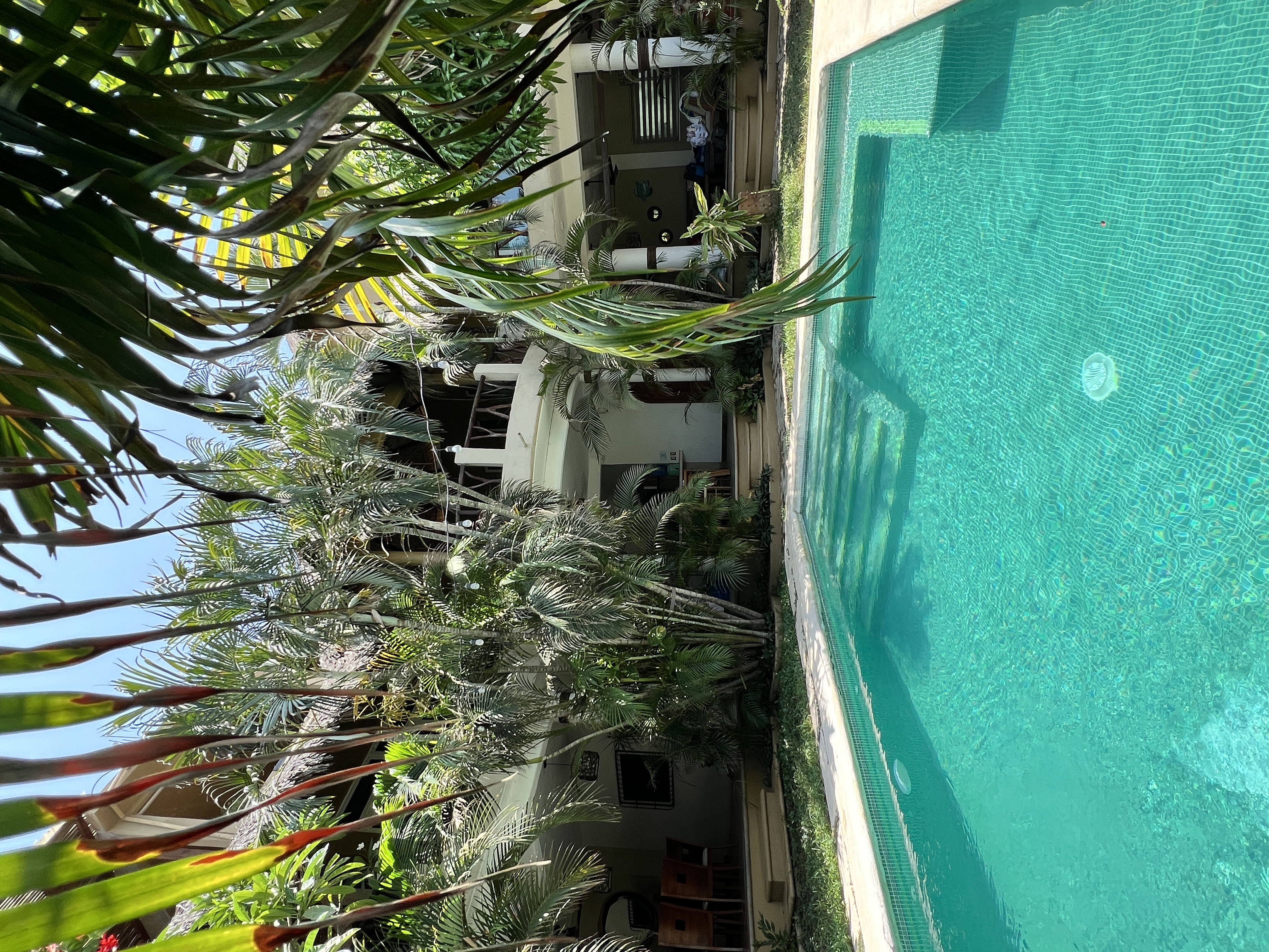 Swimming pool surrounded by tropical gardens