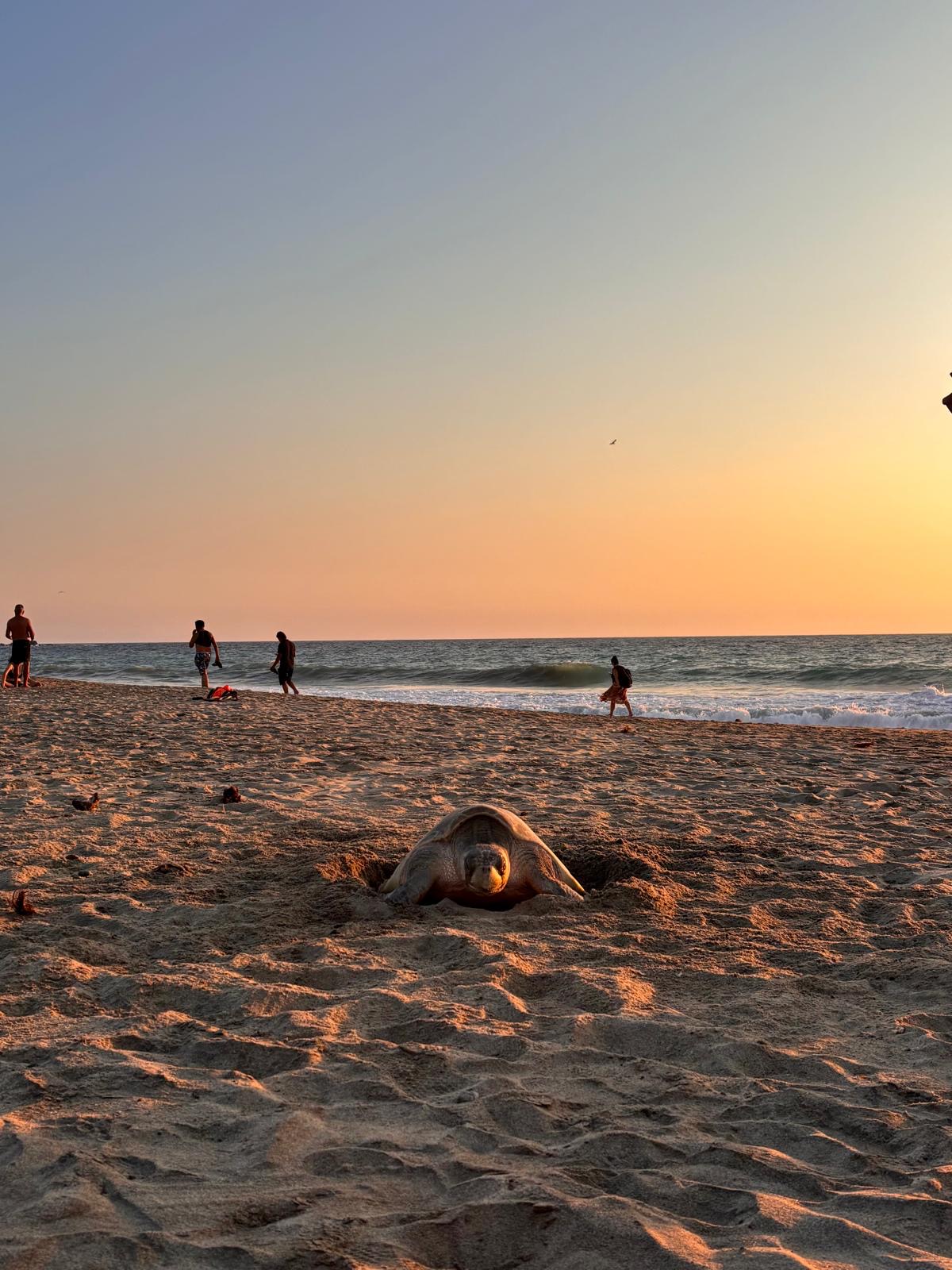 Surfing in Puerto Escondido